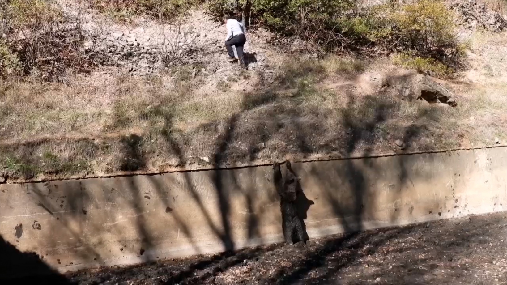 Havuza düşen boz ayı kurtarıldı 6