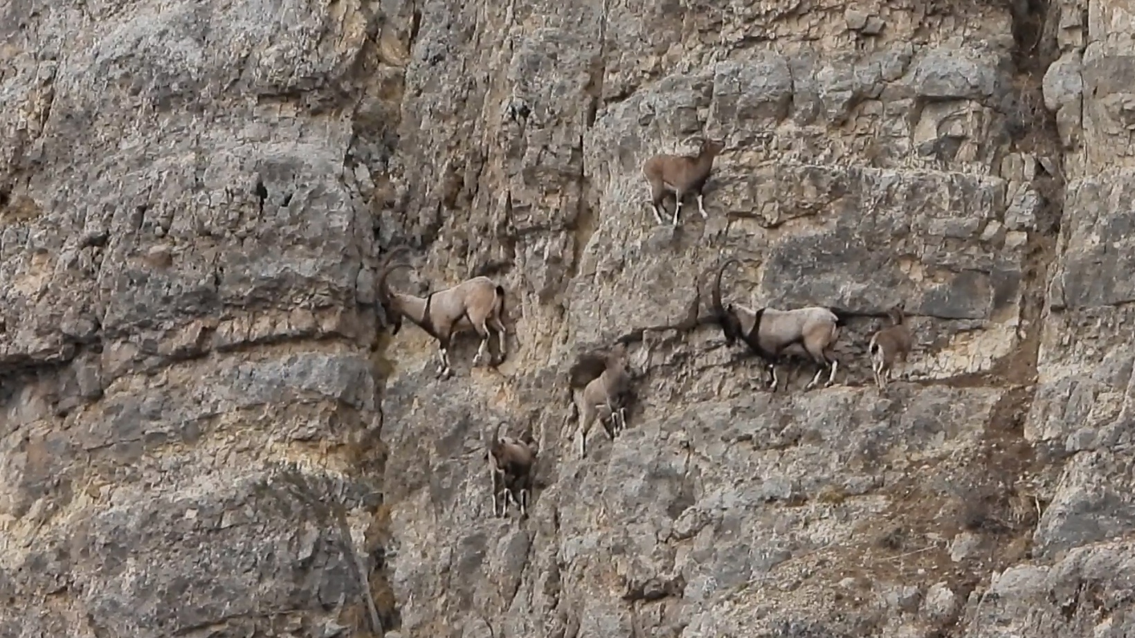 Kayaların usta tırmanıcıları 4