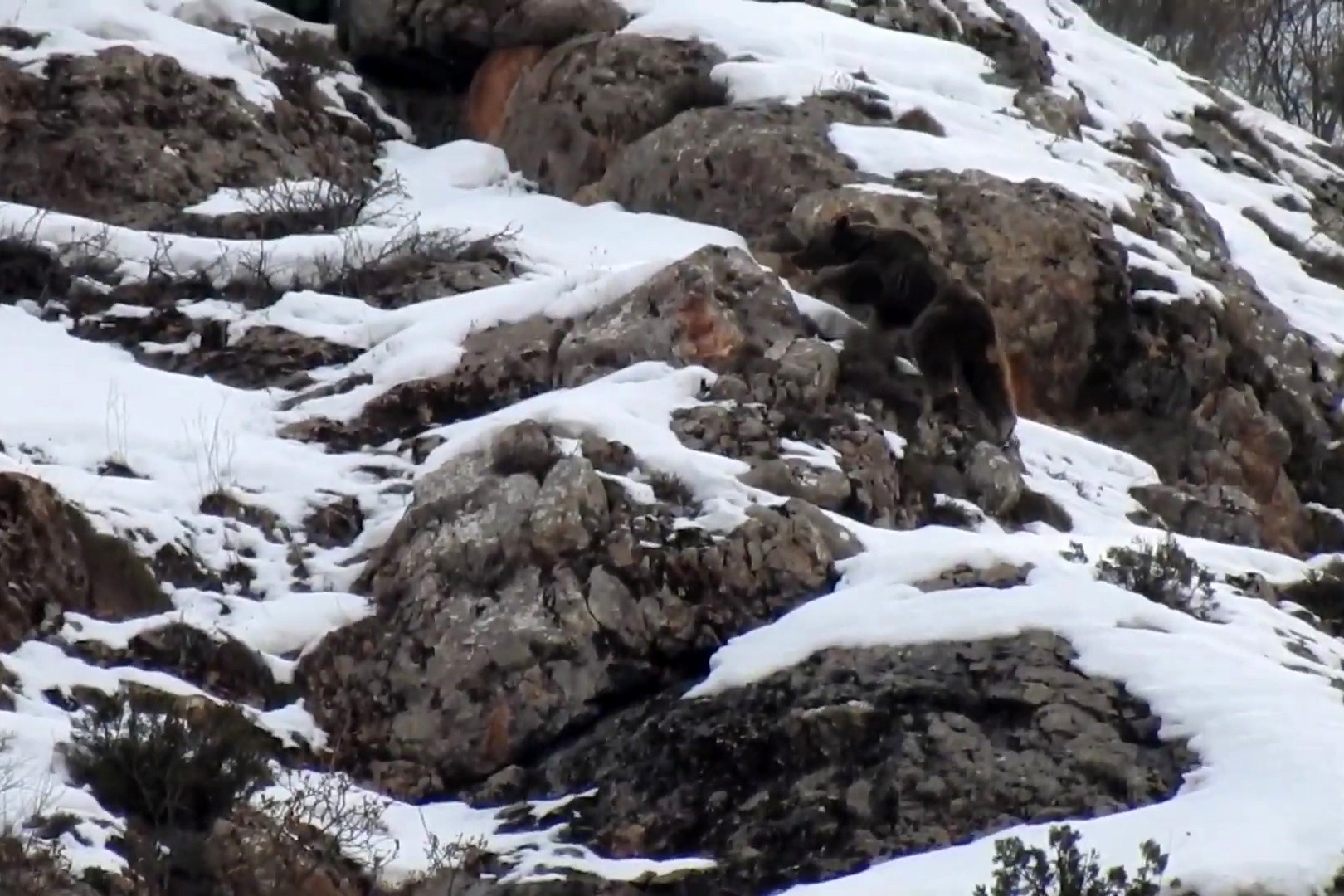 Yaban keçileri ve ayılar dronla görüntülendi 4