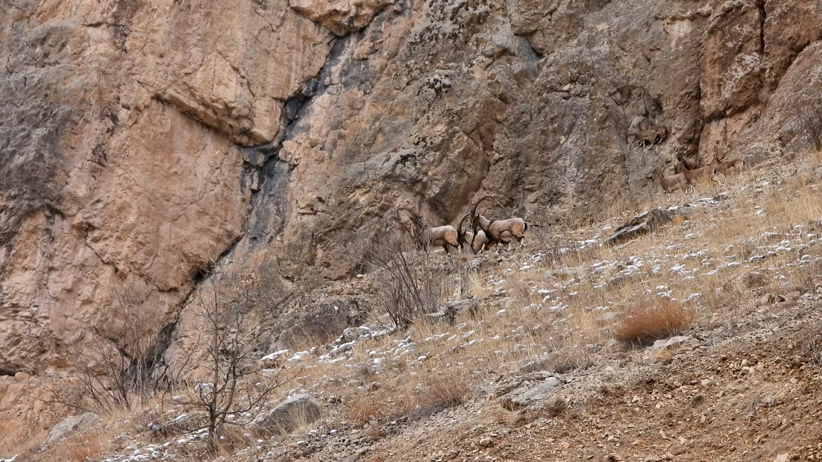 Kayaların usta tırmanıcıları 5