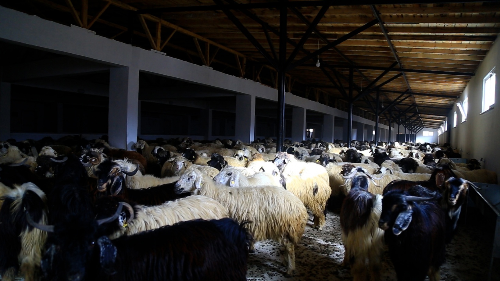 Gümüşhaneli kadınlar bileziklerini bozdurup hayvancılığa yatırım yaptı 1