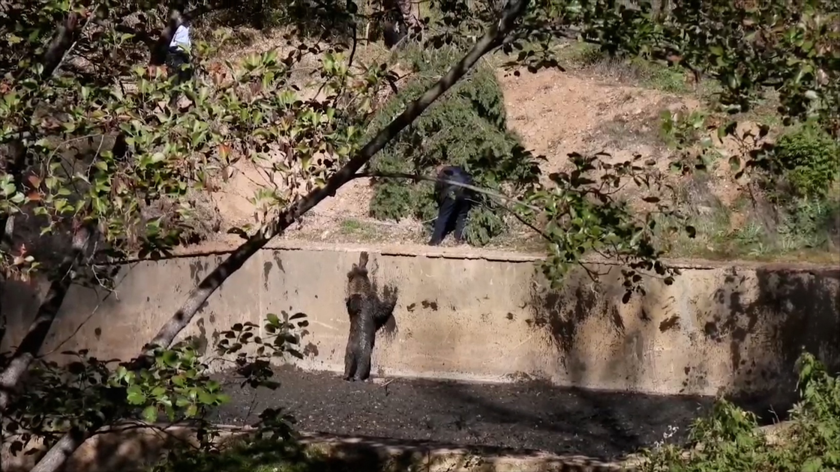 Havuza düşen boz ayı kurtarıldı 2