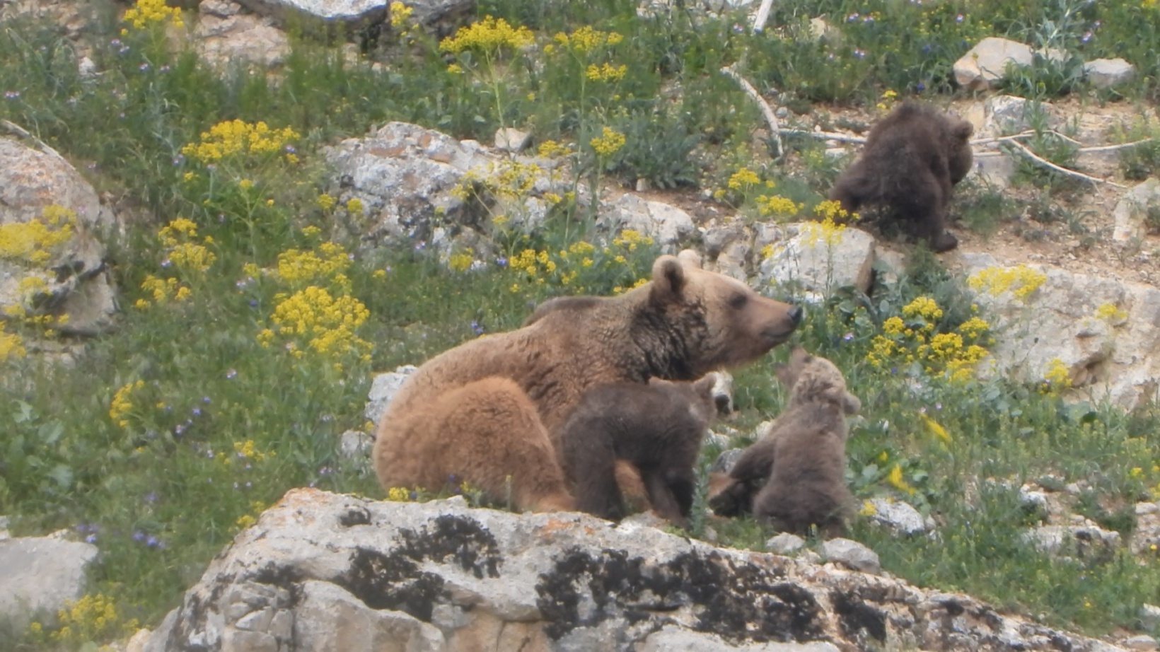 Gümüşhane’de köye inen ve birbiriyle oynayan yavru ayılar kameralarda 2
