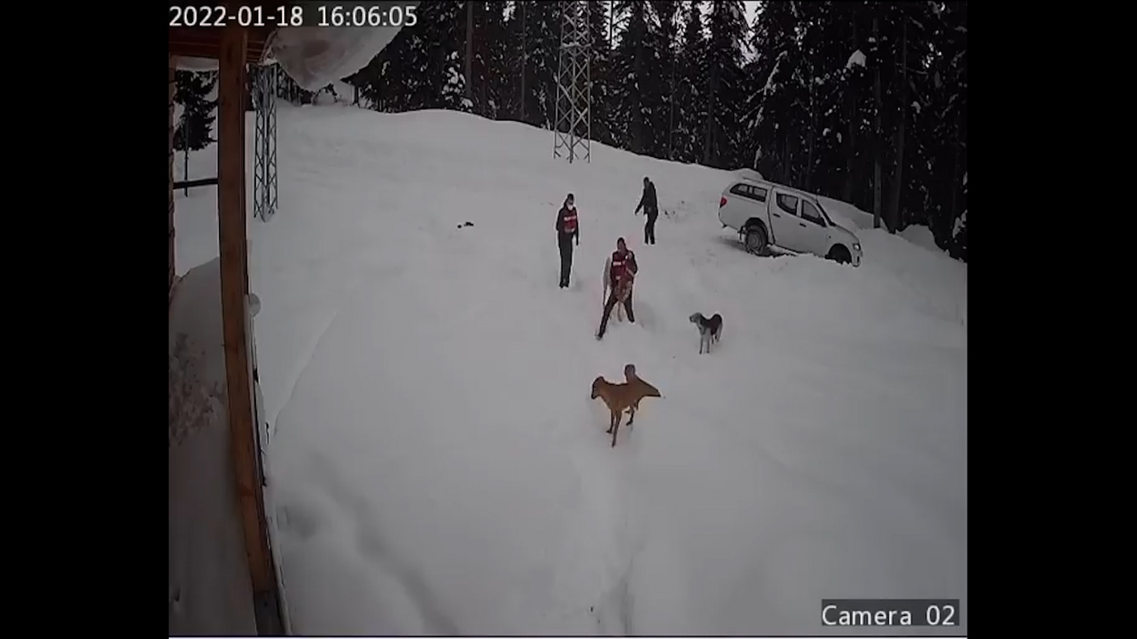 Yaylada mahsur kalan köpeklere devlet sahip çıktı 4