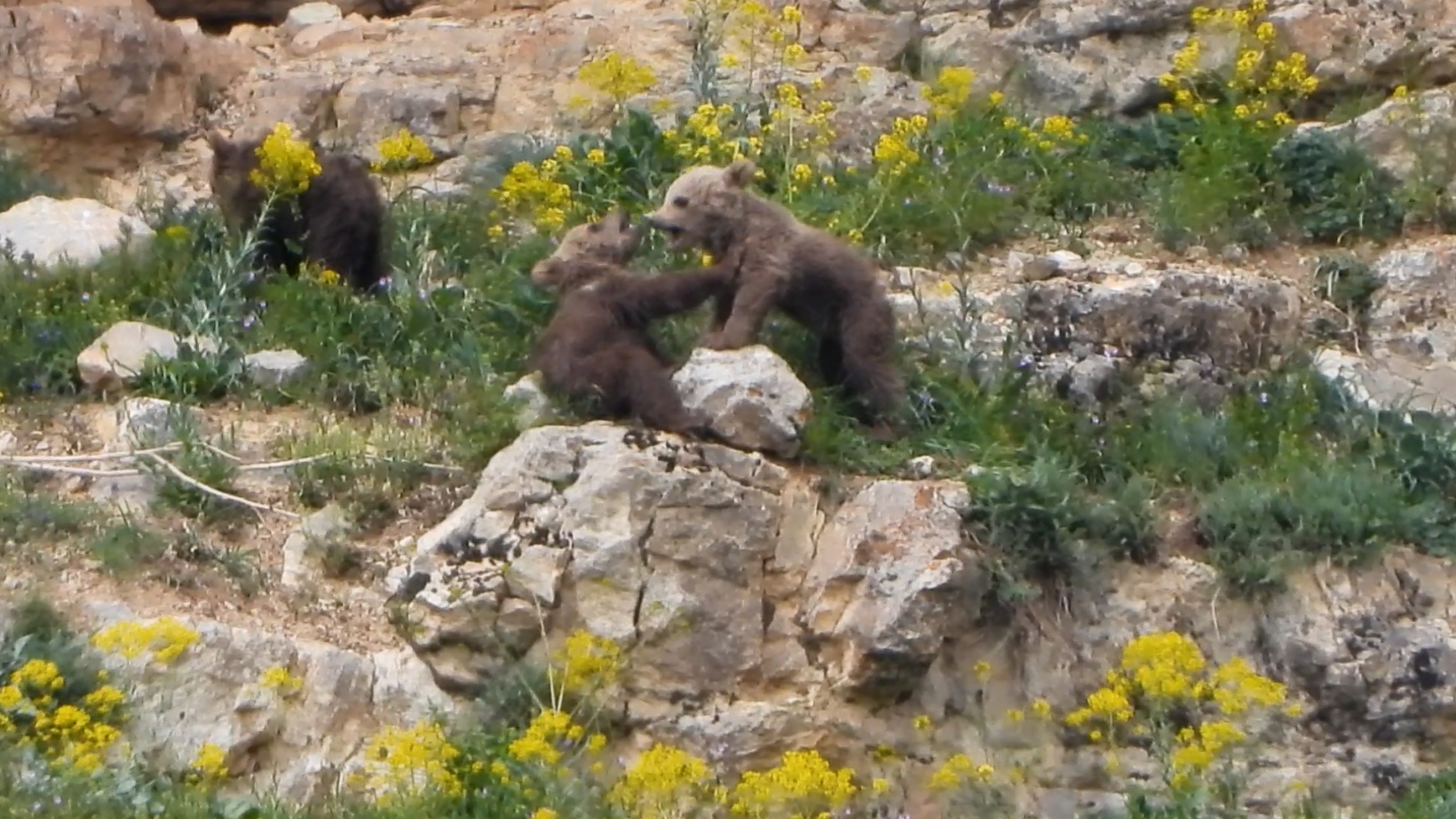 Gümüşhane’de köye inen ve birbiriyle oynayan yavru ayılar kameralarda 3
