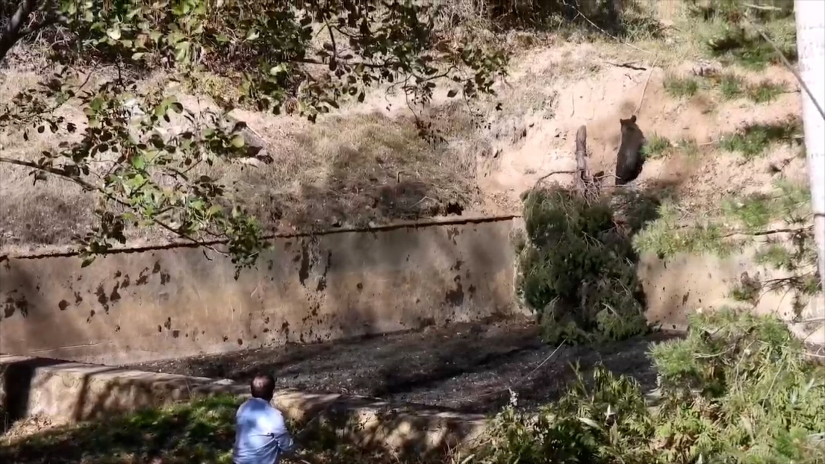 Havuza düşen boz ayı kurtarıldı 5