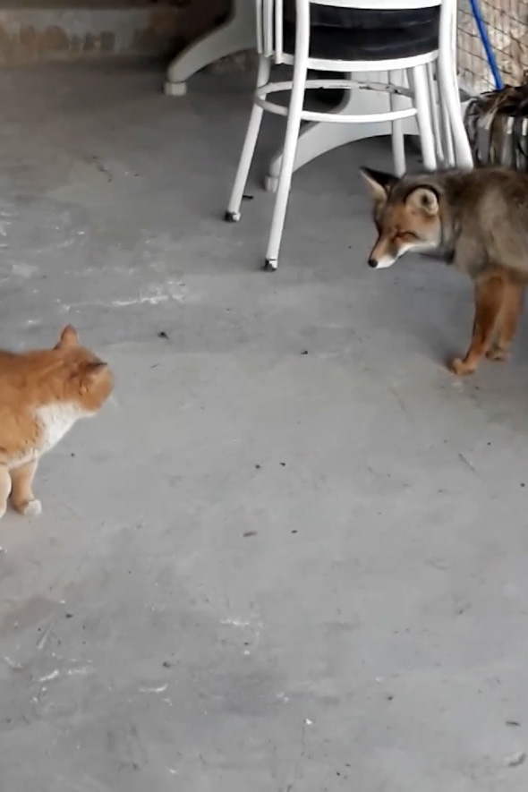 Gümüşhane’de hayvanların dostluğu ilgi çekiyor 7