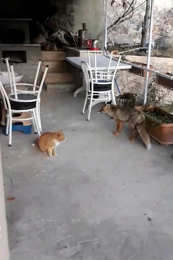 Gümüşhane’de hayvanların dostluğu ilgi çekiyor 9