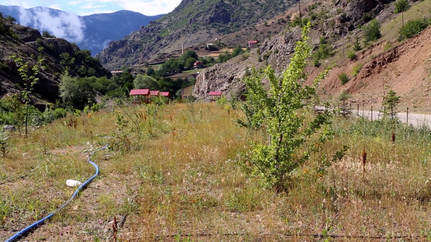 Şehit öğretmenin hatırası için orman oluşturuldu 12