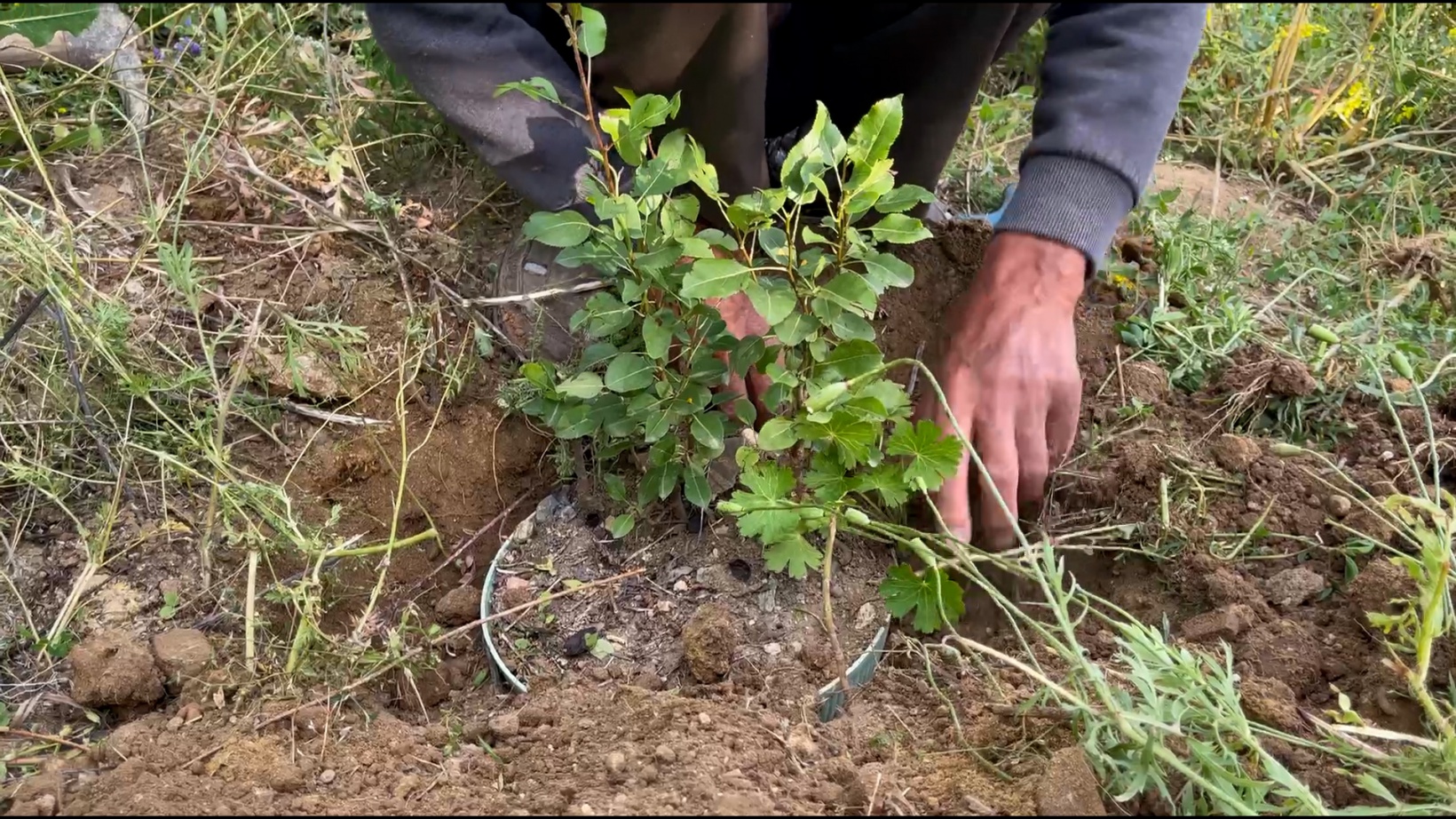 Görmeyen gözleriyle binlerce fidan yetiştirdi 21