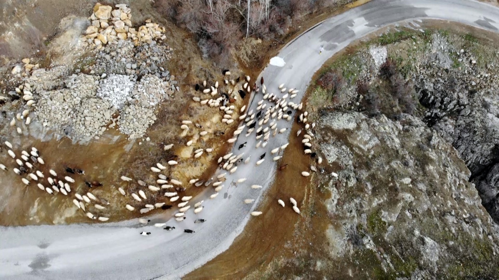 Gümüşhaneli kadınlar bileziklerini bozdurup hayvancılığa yatırım yaptı 14