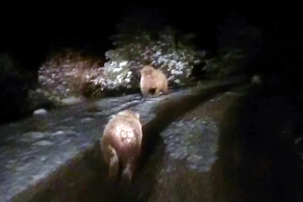 Bu ayılar kış uykusuna yatmadı 1