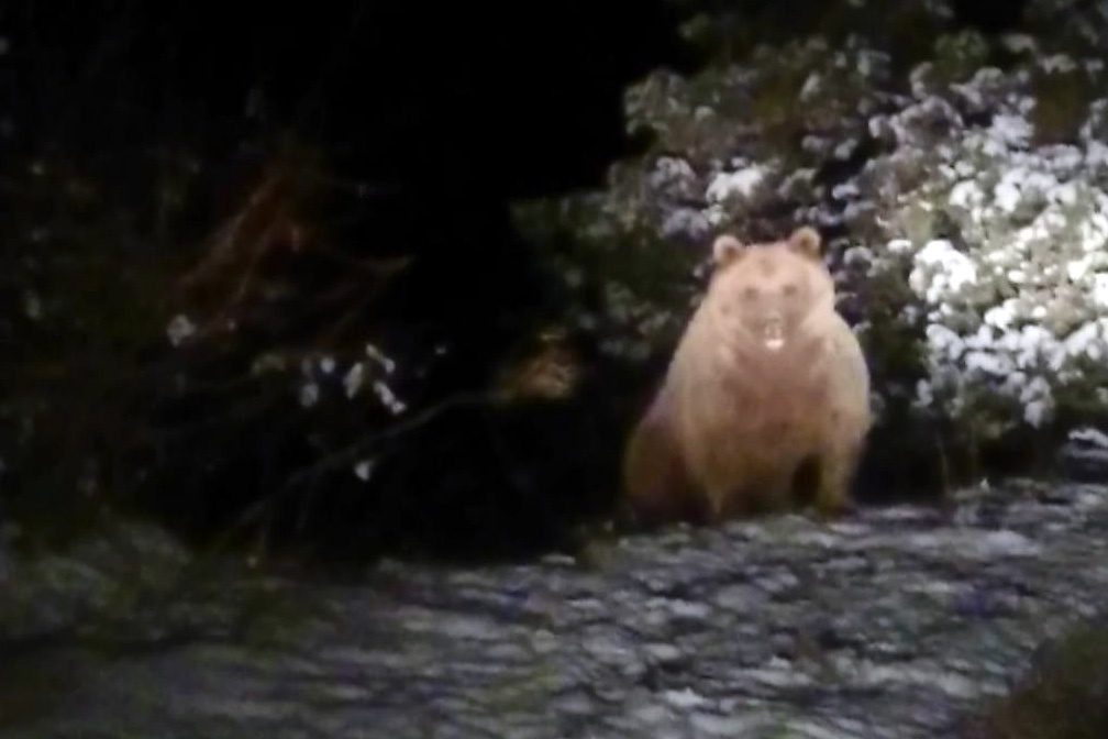 Bu ayılar kış uykusuna yatmadı 5