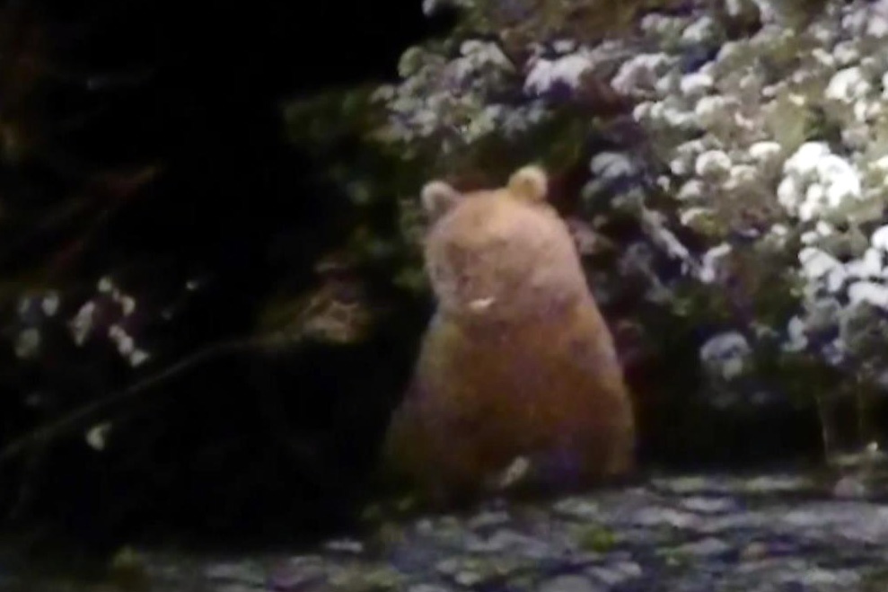 Bu ayılar kış uykusuna yatmadı 3