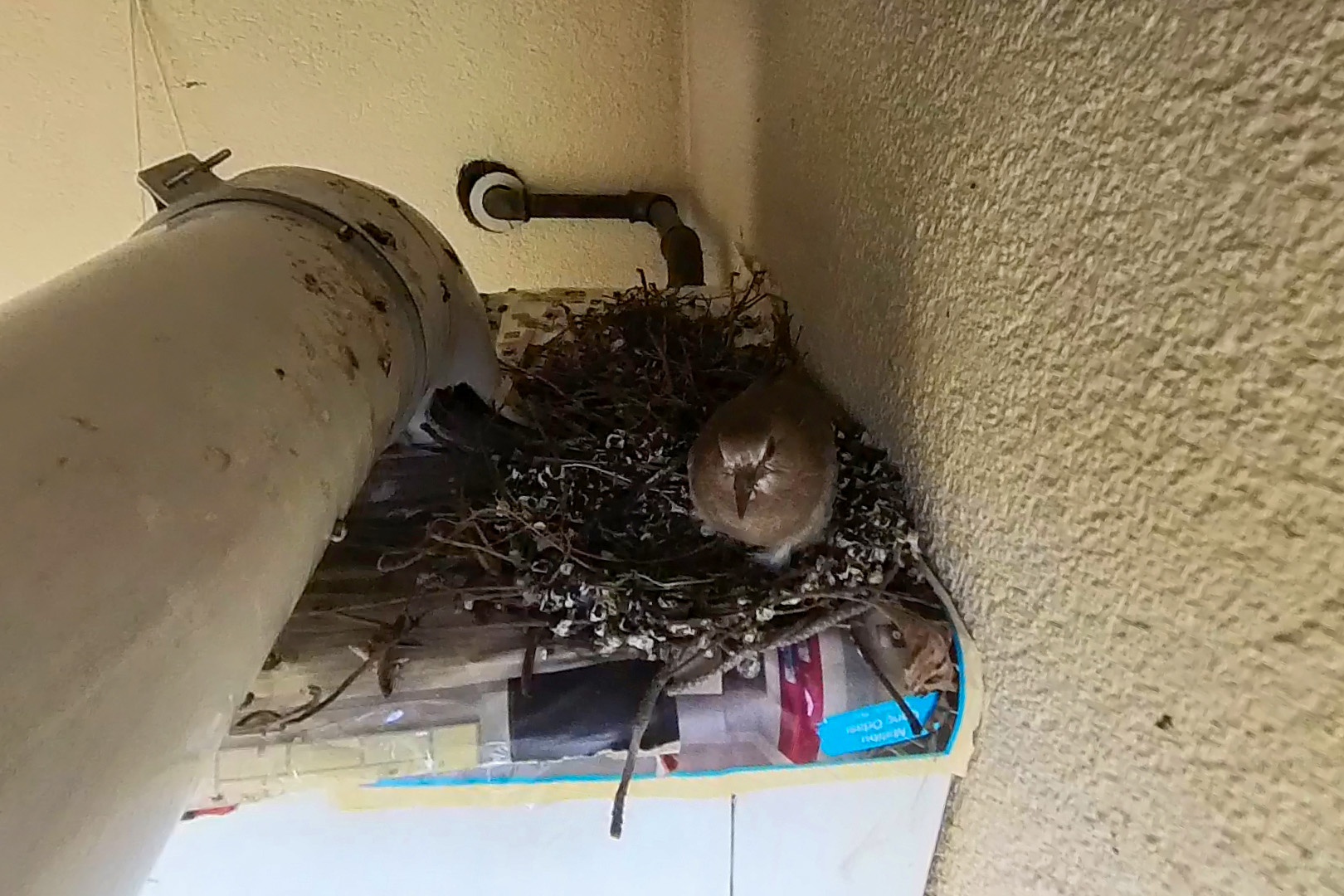 Kumrular 5 yıldır balkondaki kombinin üzerine yuva yapıyor 3