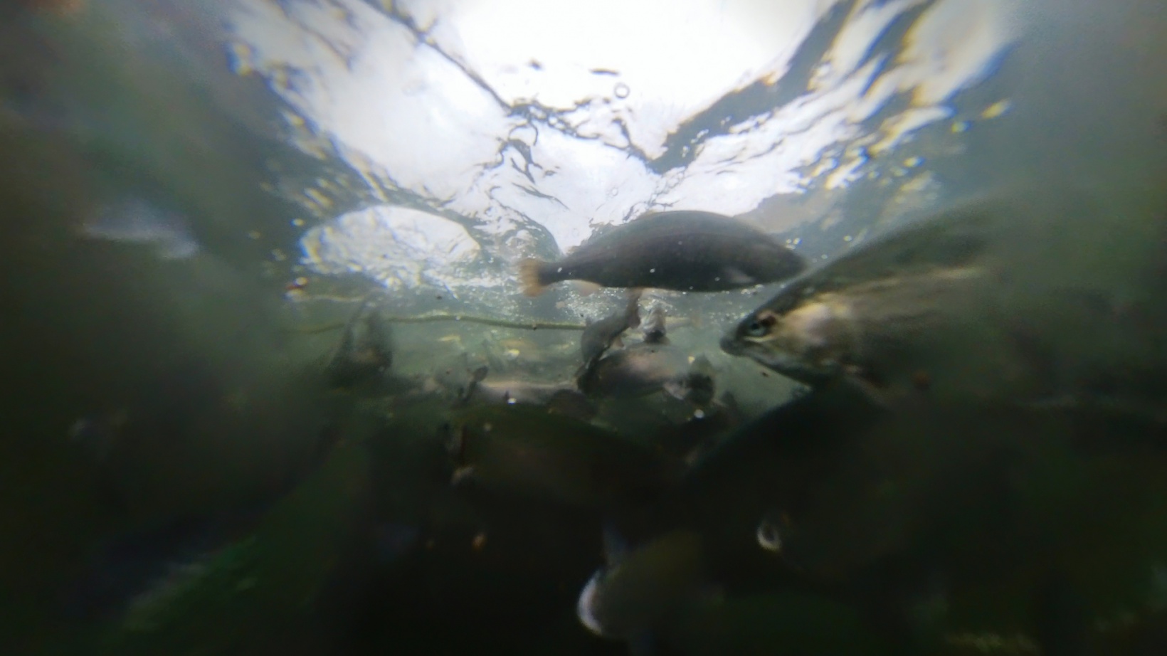 Karlı dağların arasından dünyaya balık ihracatı 3