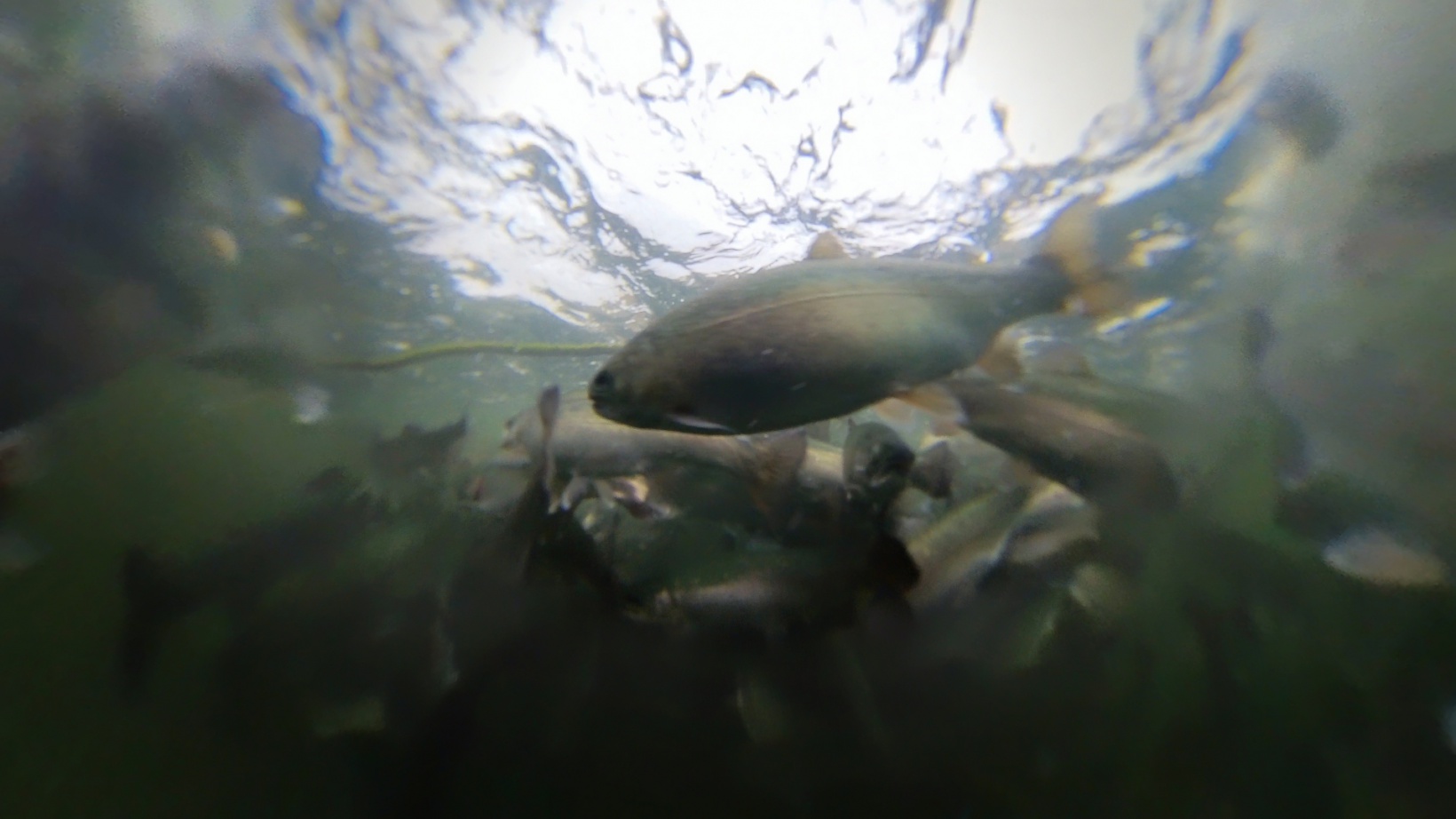 Karlı dağların arasından dünyaya balık ihracatı 4