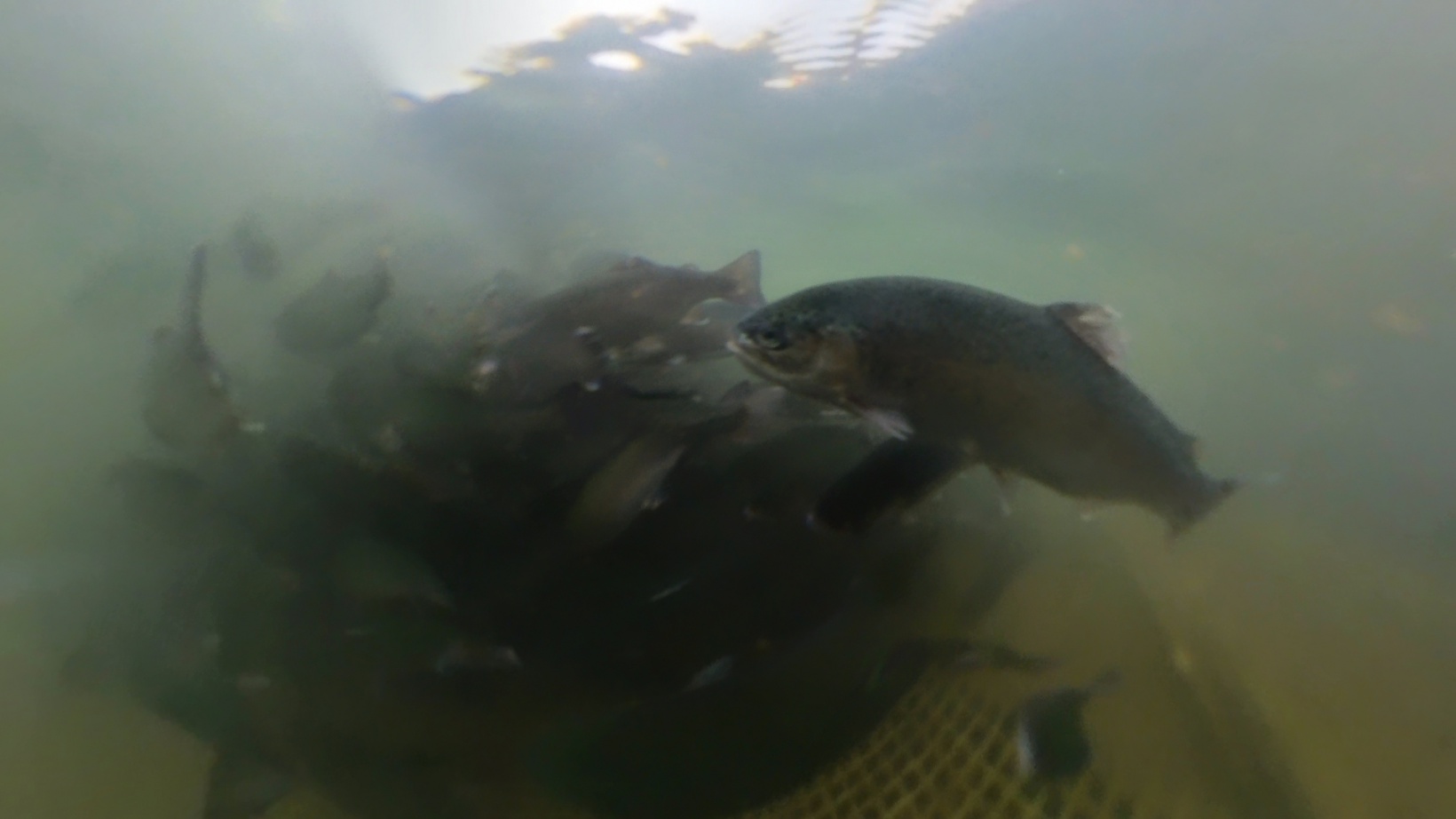 Karlı dağların arasından dünyaya balık ihracatı 1