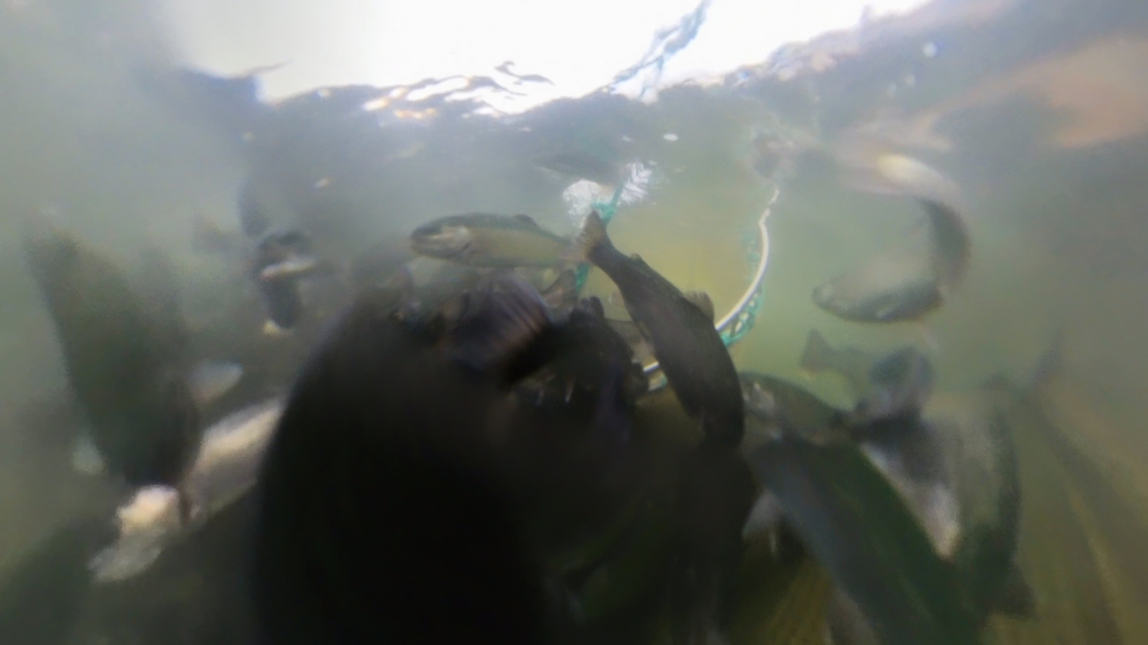 Karlı dağların arasından dünyaya balık ihracatı 2