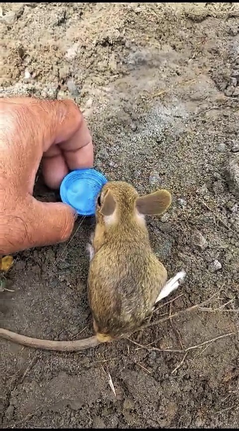 Nesli tehlikedeki Arap tavşanını önce kurtardı sonra elleriyle besledi 2