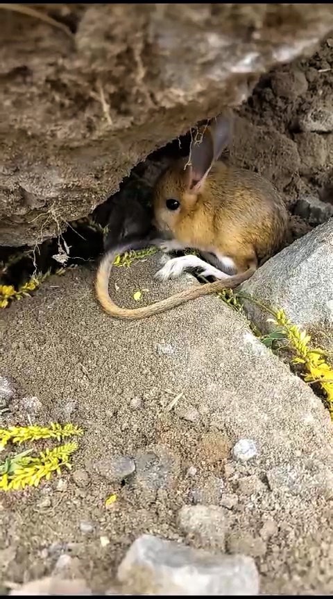 Nesli tehlikedeki Arap tavşanını önce kurtardı sonra elleriyle besledi 1