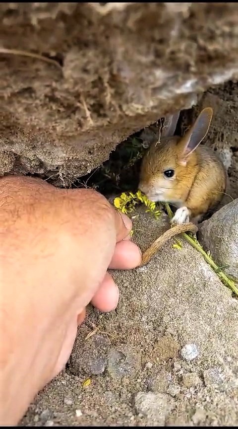 Nesli tehlikedeki Arap tavşanını önce kurtardı sonra elleriyle besledi 4