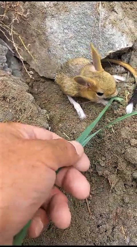 Nesli tehlikedeki Arap tavşanını önce kurtardı sonra elleriyle besledi 5