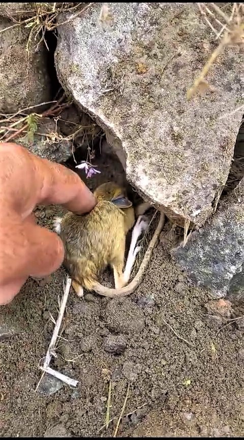 Nesli tehlikedeki Arap tavşanını önce kurtardı sonra elleriyle besledi 3