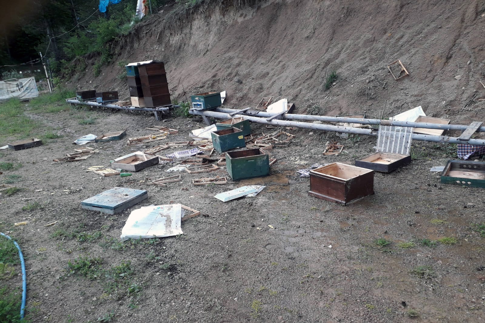 Ayılar toprağı kazıp girdiği alandaki kovanları parçaladı 1