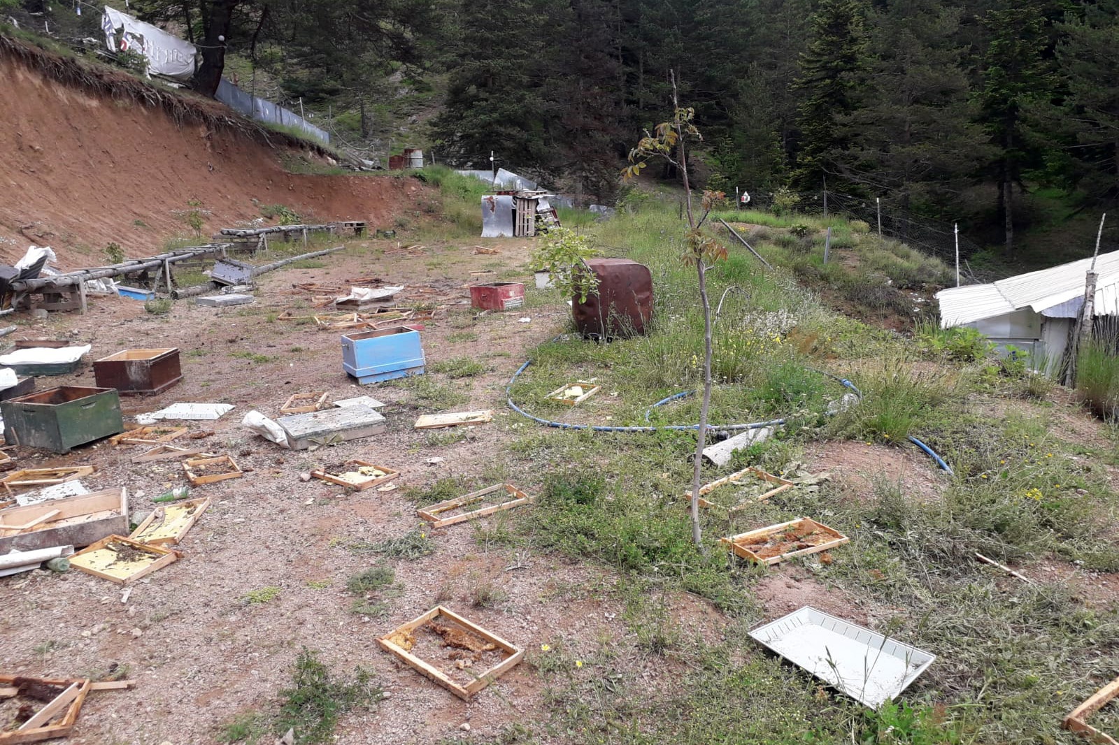 Ayılar toprağı kazıp girdiği alandaki kovanları parçaladı 6