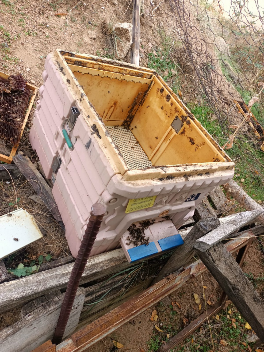 Ayılar kent merkezinde arı kovanını parçaladı 1