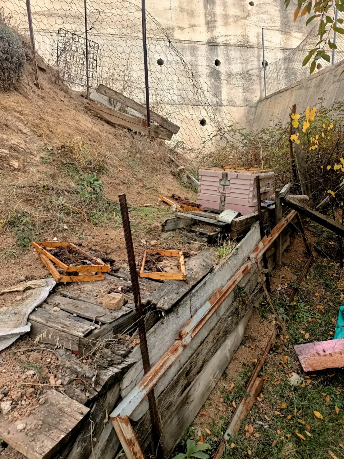 Ayılar kent merkezinde arı kovanını parçaladı 2