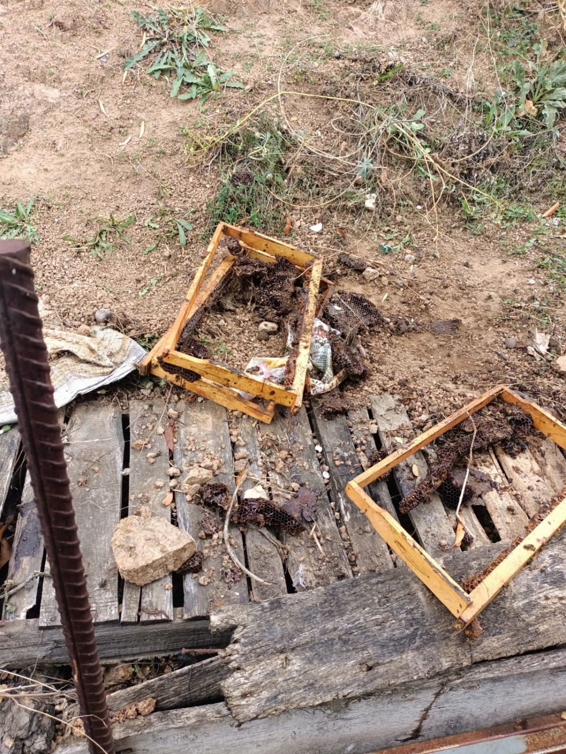 Ayılar kent merkezinde arı kovanını parçaladı 4