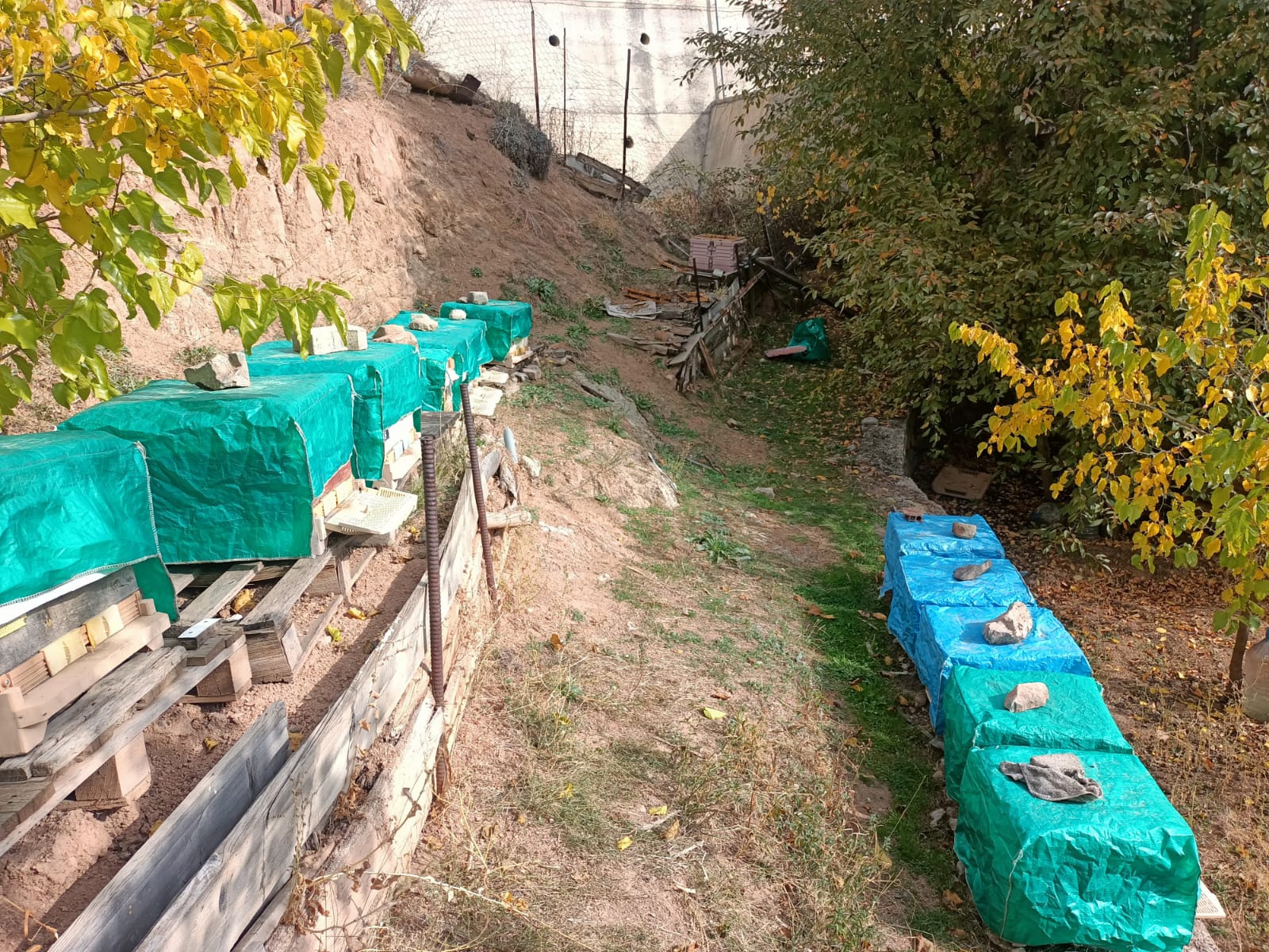 Ayılar kent merkezinde arı kovanını parçaladı 3