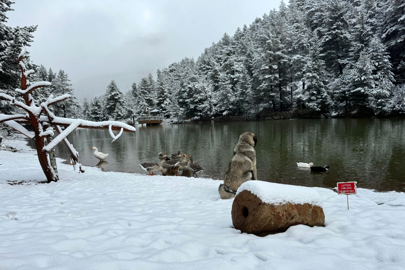Zigana Dağı'nın eteklerindeki Limni Gölü beyaz gelinliğini giydi 17