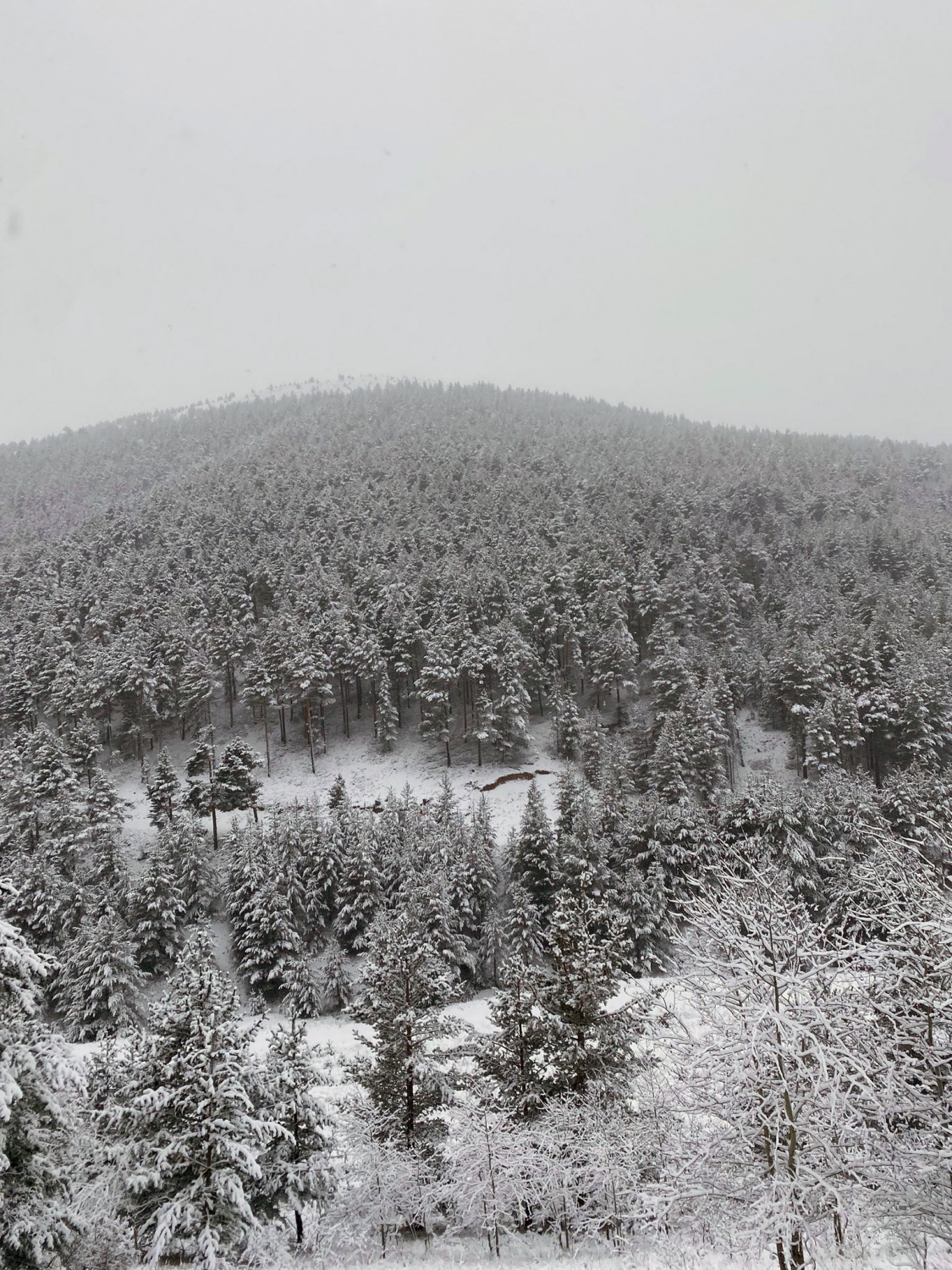 Gümüşhane’nin yükseklerinde kar yağışı ve tipi etkili oluyor 2