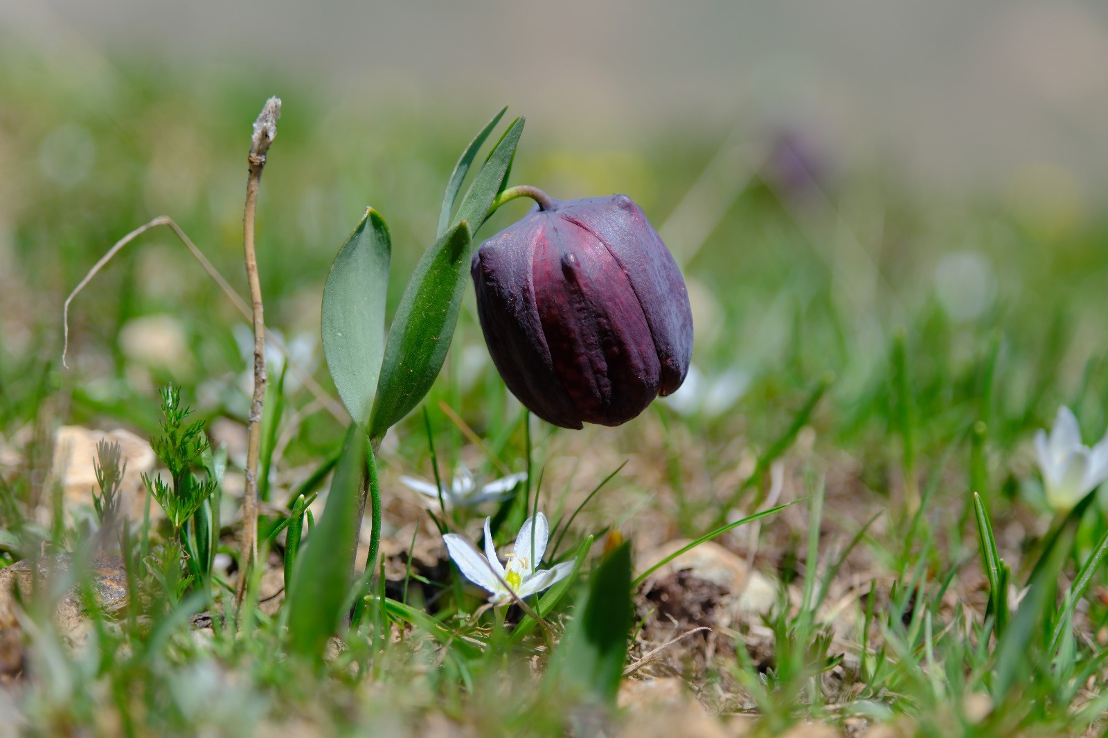 GÜDAK Kostan Dağı'nda tarihi ve doğal zenginlikleri keşfetti 4