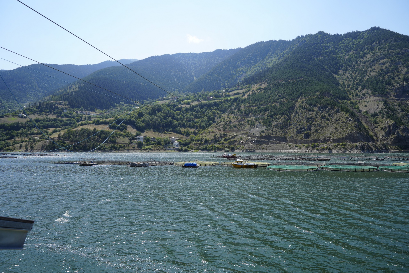 Alabalık çiftliğinin ‘daimi müşterisi’ ayı kameralara yakalandı 7