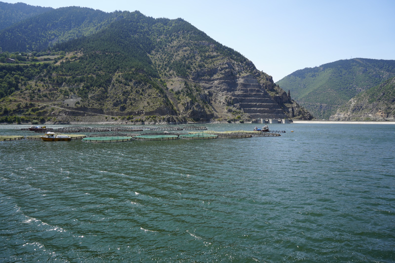 Alabalık çiftliğinin ‘daimi müşterisi’ ayı kameralara yakalandı 6