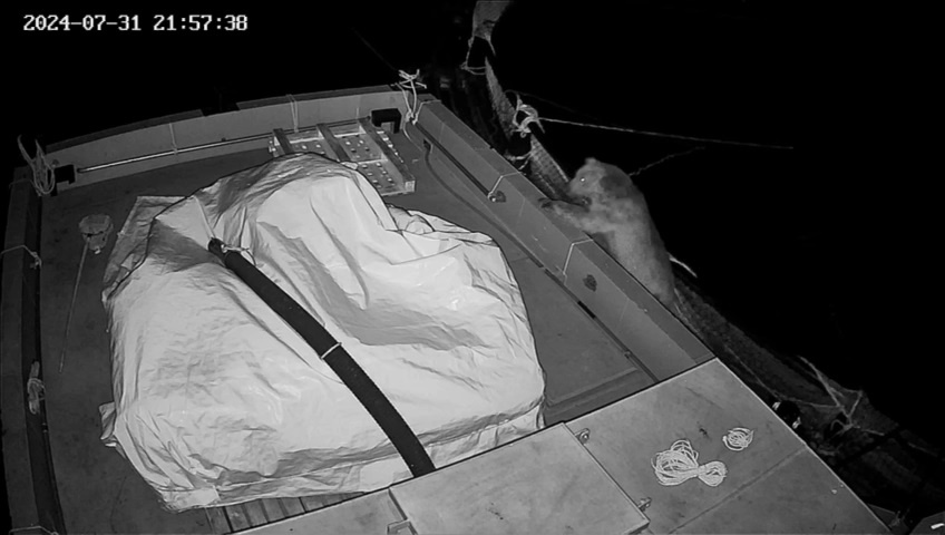 Alabalık çiftliğinin ‘daimi müşterisi’ ayı kameralara yakalandı 1