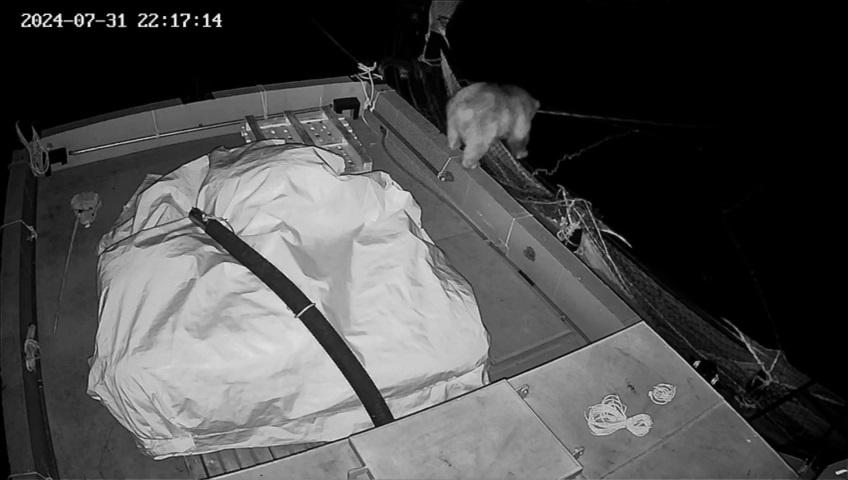 Alabalık çiftliğinin ‘daimi müşterisi’ ayı kameralara yakalandı 3