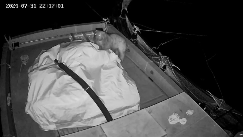 Alabalık çiftliğinin ‘daimi müşterisi’ ayı kameralara yakalandı 2