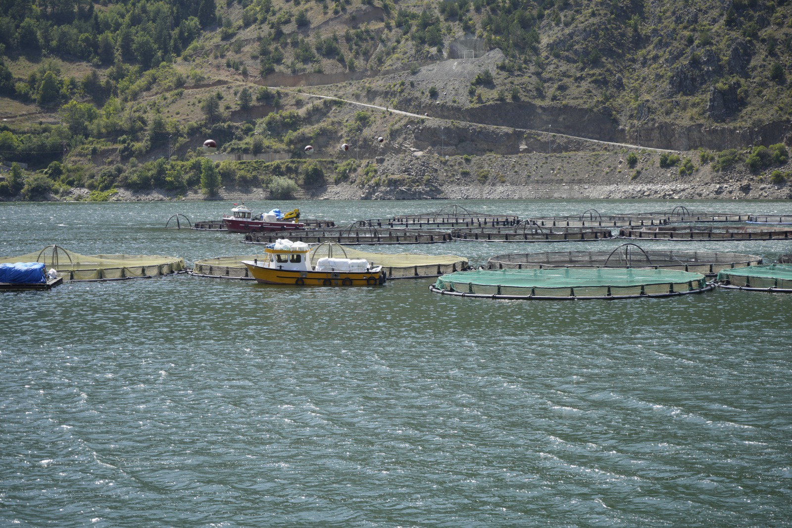 Alabalık çiftliğinin ‘daimi müşterisi’ ayı kameralara yakalandı 5