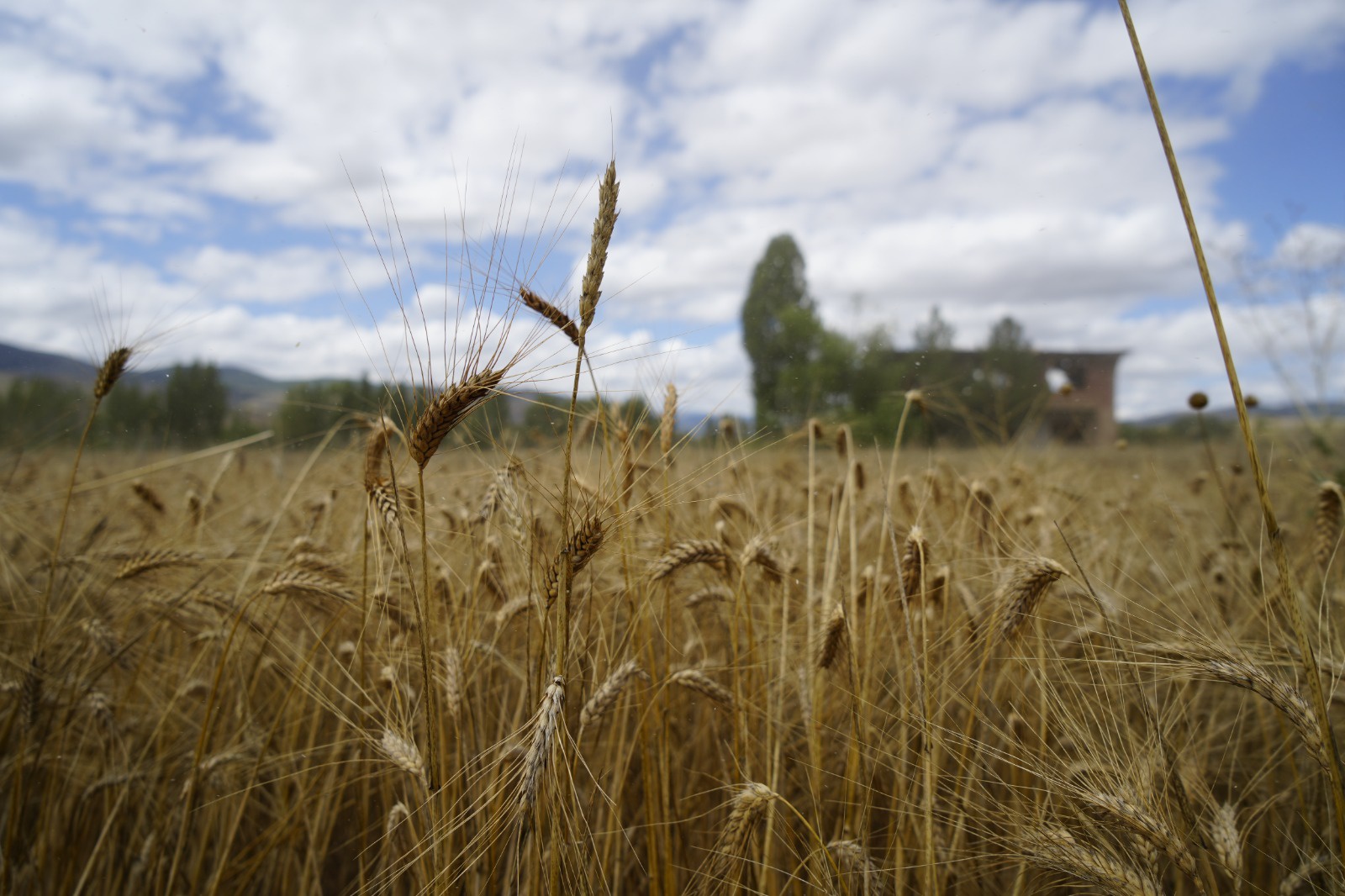 Kelkit’te buğday hasadı başladı, yağışlar rekolteyi olumsuz etkiledi 1
