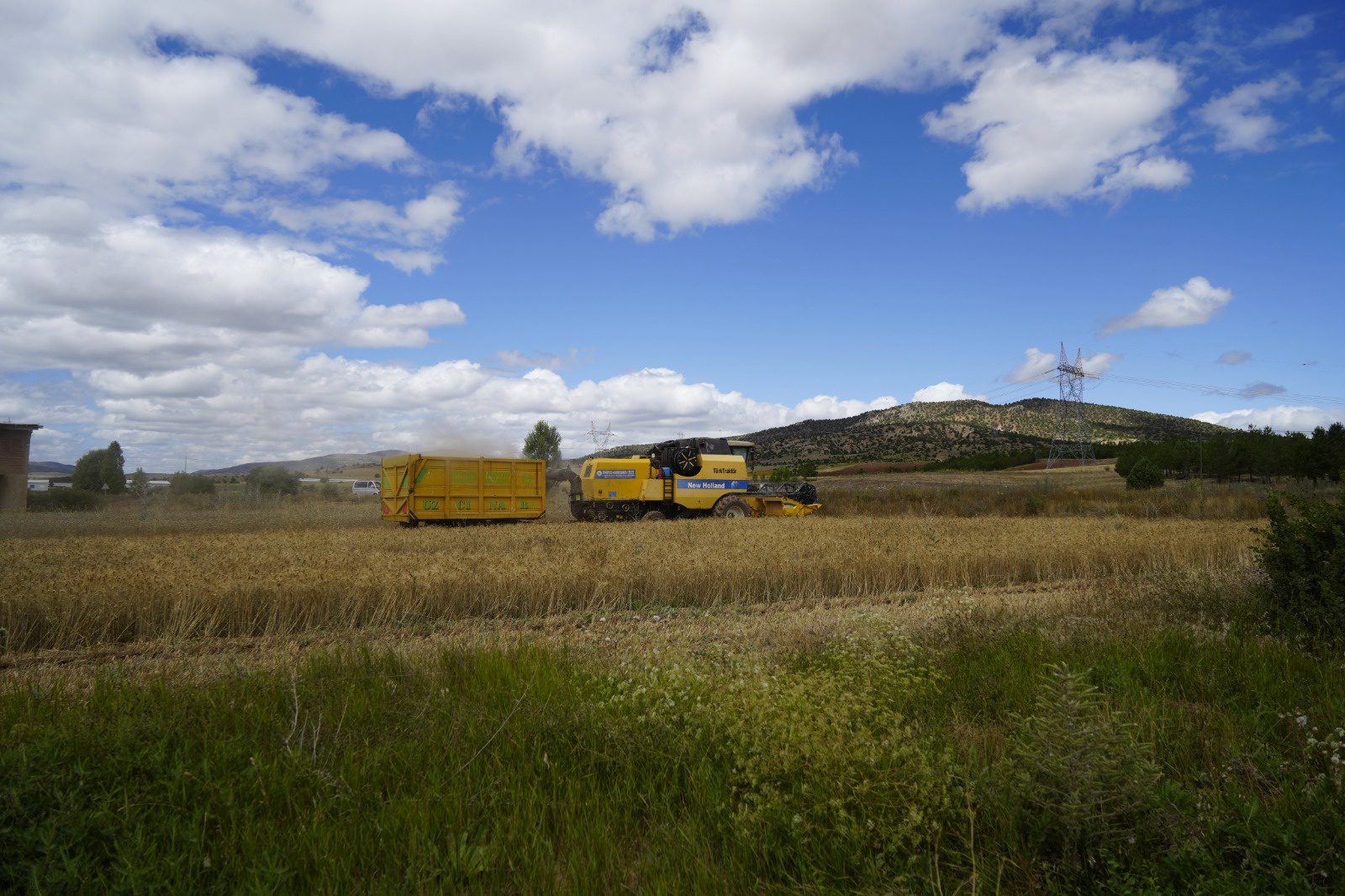 Kelkit’te buğday hasadı başladı, yağışlar rekolteyi olumsuz etkiledi 10