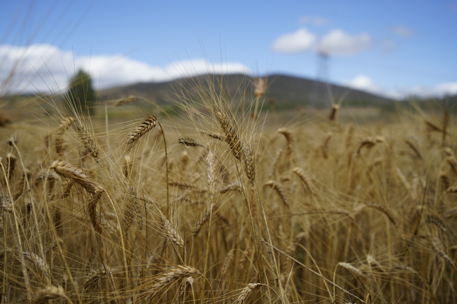 Kelkit’te buğday hasadı başladı, yağışlar rekolteyi olumsuz etkiledi 6