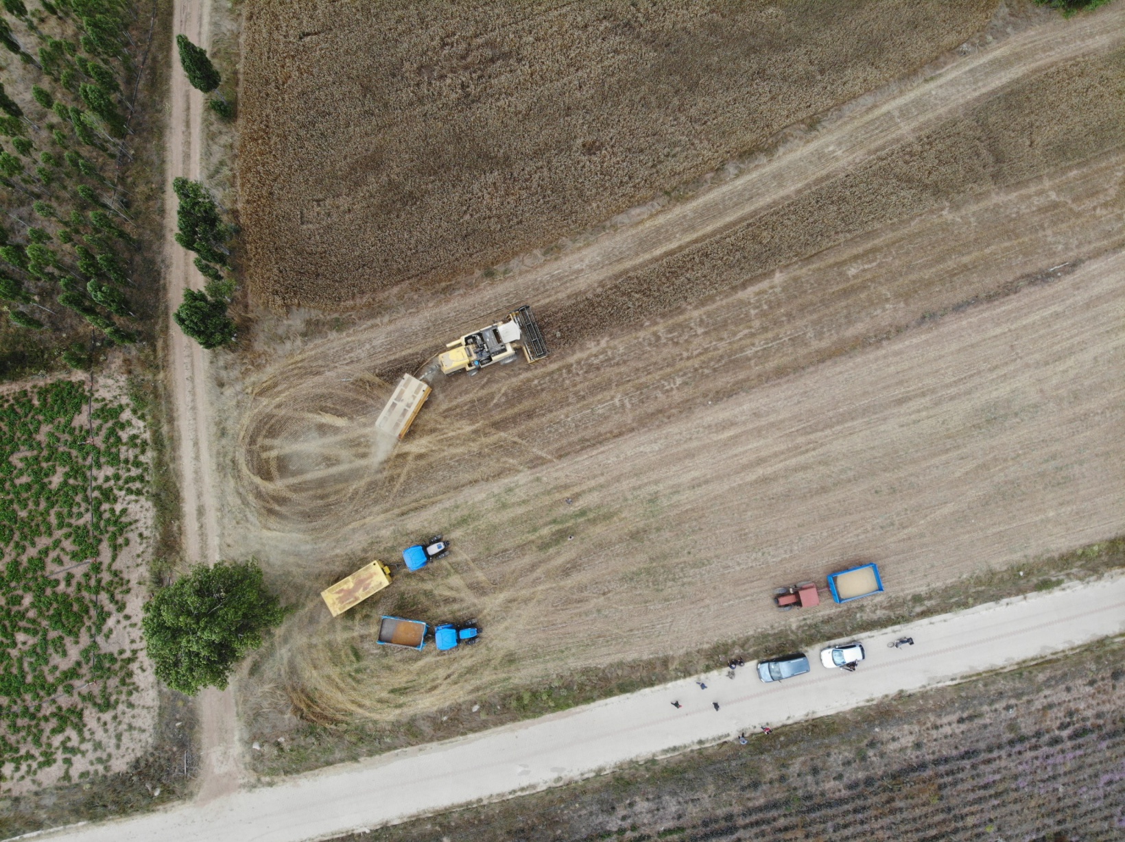 Kelkit’te buğday hasadı başladı, yağışlar rekolteyi olumsuz etkiledi 9