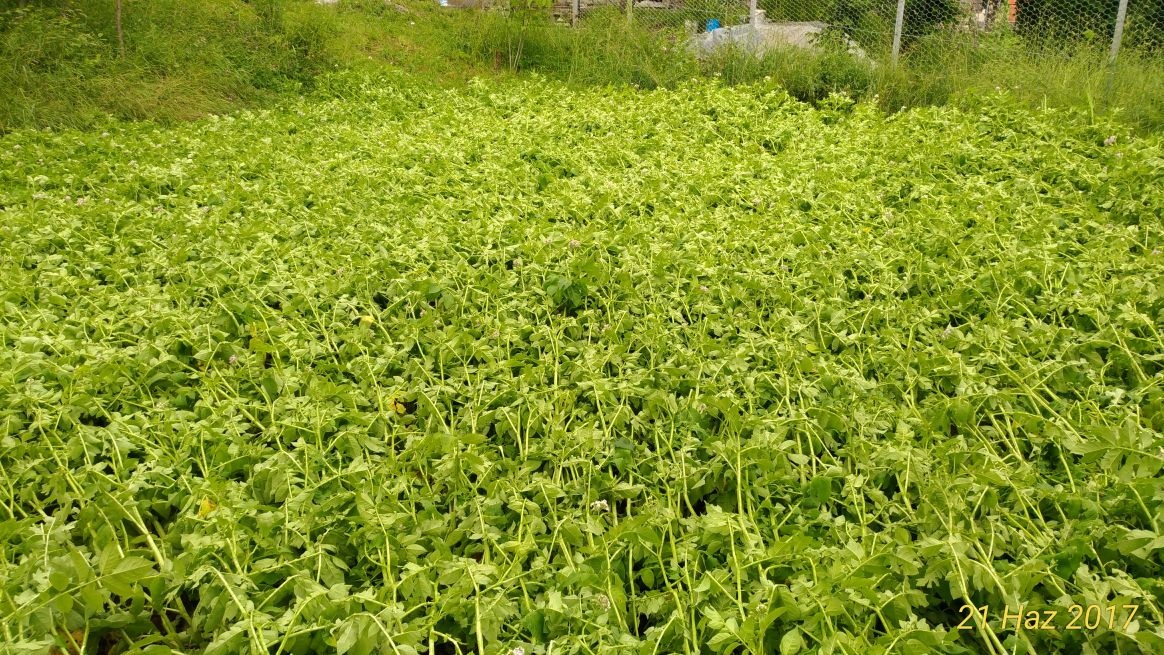 Torul’da dolu yağışı 6