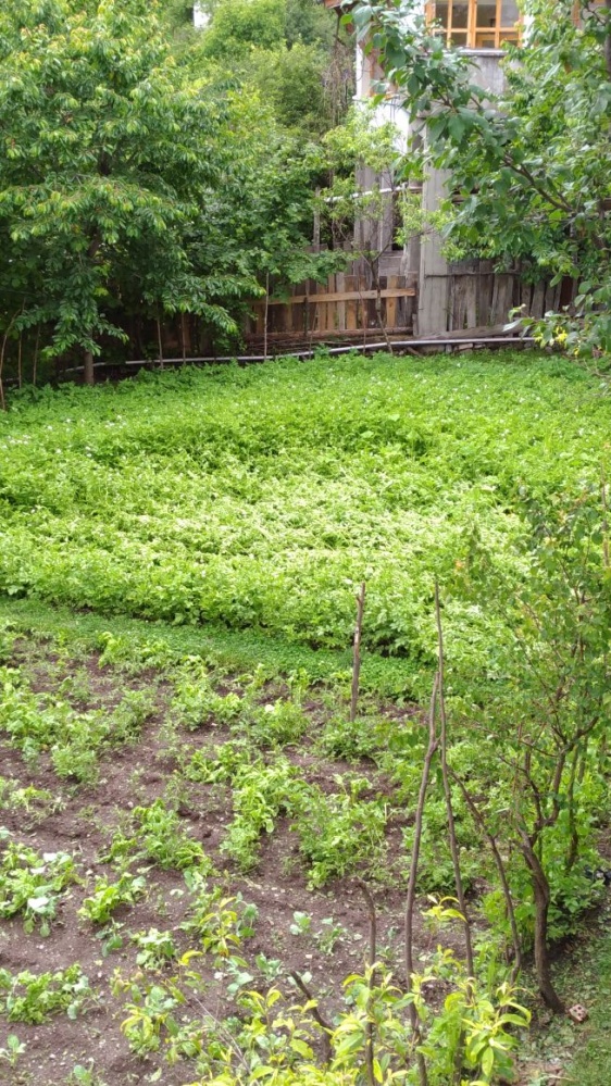 Torul’da dolu yağışı 4