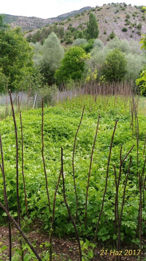 Torul’da dolu yağışı 8